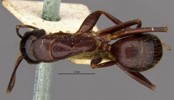 Media type: image;   Entomology 21453 Aspect: habitus dorsal view